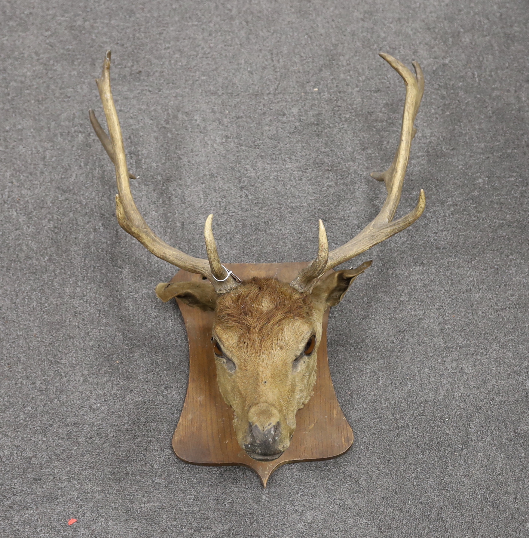 A taxidermic deer head mounted on shield shaped base and two pairs of antlers, largest 63cm in length